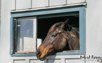 A Quiet Day at Kentucky Horse Park